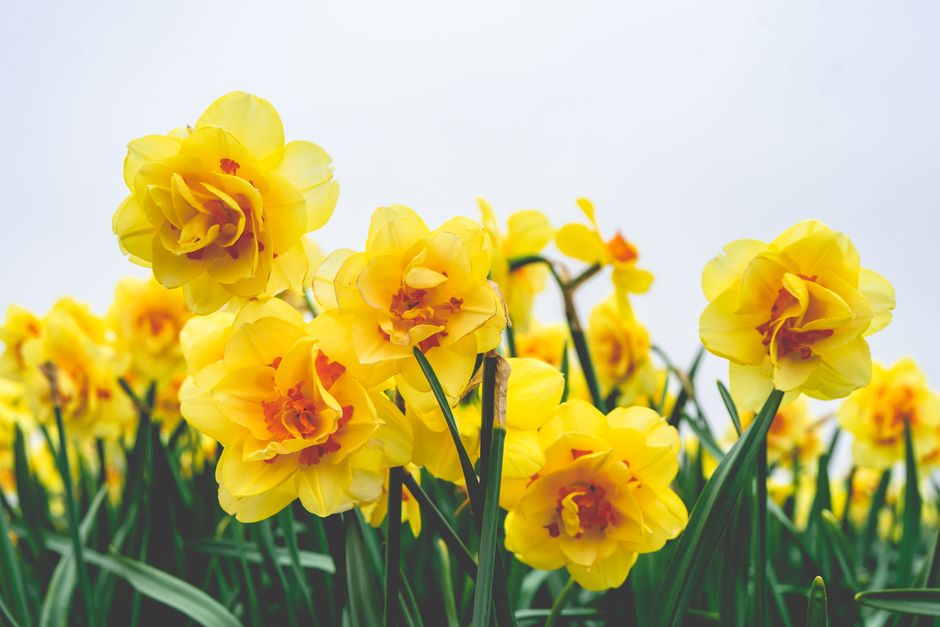Nazomerbloemen groeien in kleurrijke tuinpots Nazomerbloemen groeien in kleurrijke tuinpots